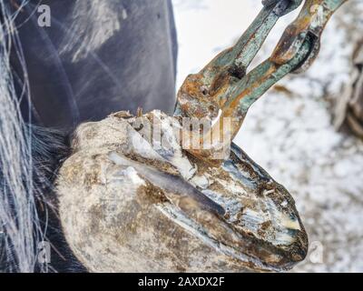 Farrier verwendete eine Schneidezange, um alten Pferdeschuh aus den Beinen zu entfernen. Gefahr Tradition funktioniert. Tierpflege in Pferdefarm Stockfoto