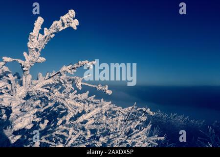 Dichter Bergwald mit hohen dunklen Bäumen, bedeckt mit sauberem Tiefschnee an hellem frostigen Wintertag. Stockfoto