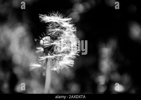 Weiße Flauschige Dandelionenblume Teilweise Weggeblasen (Schwarzweiß) Stockfoto