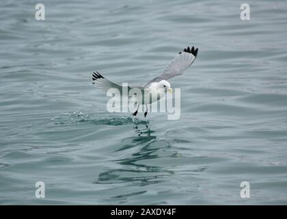 Kittiwake (Rissa tridactyla), im Flug, Båtsfjord, Varanger, Arktisches Norwegen Stockfoto