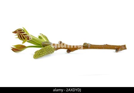 Blütender Walnusszweig isoliert auf weißem Grund. Walnusszweig mit jungen Flugblättern auf weißem Grund. Stockfoto