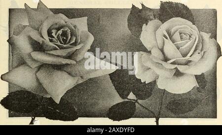 Dreers Gartenbuch: Siebzigjährige Ausgabe 1912 . •WÄHLEN SIE ROSEN BD 179. Seine Majestät. Lady Alice Stanley. Neuer Hybrid-Tea RosGS-con^^nued. GROSSHERZOG FRIKDHRICH. I^ADY DOWISE. Blumen mittlerer Größe, aber von guter Form, voll doppelt und ofa hell, fröhlich rosafarben, mit Lachsschattierungen beleuchtet, und einer der freiblütigsten Vaiieties in unserem Testgelände; immer attraktiv, je 50 CTS; Jo.00 pro doz. H. ARMYTAGE MOORE. Große schalenartige Hochblätter, die sehr lange Knospen und Largeblüten eines angenehmen Rosenbrosen bilden und zu einem silbrig-rosa übergehen. Je 75 CTS; 7..50 US-Dollar pro doz. SEINE MAJESTÄT. Eine FI Stockfoto