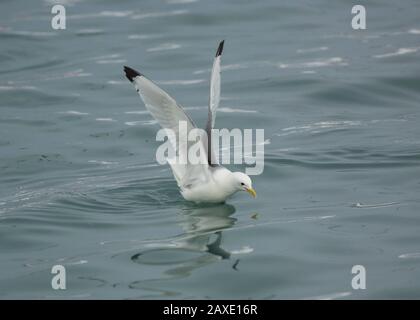 Kittiwake (Rissa tridactyla), im Flug, Båtsfjord, Varanger, Arktisches Norwegen Stockfoto