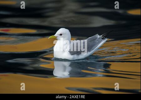 Kittiwake (Rissa tridactyla), Båtsfjord, Varanger, Arktisches Norwegen Stockfoto