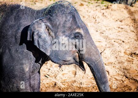 Nahaufnahme des niedlichen Baby-Elefanten. Der asiatische Elefant, auch asiatischer Elefant genannt. Es ist Kopfprofil. Die Art ist im Indischen verbreitet Stockfoto