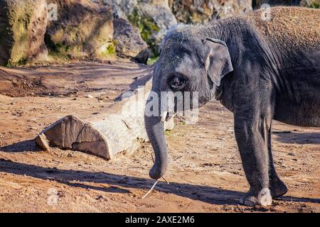 Nahaufnahme des niedlichen Baby-Elefanten. Der asiatische Elefant, auch asiatischer Elefant genannt. Trunk hält einen Ast und isst ihn. Die Art ist verbreitet Stockfoto