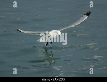 Kittiwake (Rissa tridactyla), im Flug, Båtsfjord, Varanger, Arktisches Norwegen Stockfoto