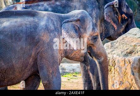 Nahaufnahme des niedlichen Baby-Elefanten. Der asiatische Elefant, auch asiatischer Elefant genannt. Es ist Kopfprofil. Es ist im indischen verbreitet Stockfoto