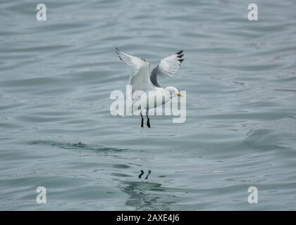 Kittiwake (Rissa tridactyla), im Flug, Båtsfjord, Varanger, Arktisches Norwegen Stockfoto