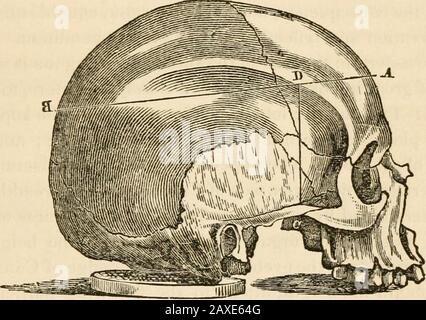 Vorlesungen über Phrenologie, einschließlich ihrer Anwendung auf den gegenwärtigen und zukünftigen Zustand der Vereinigten Staaten. Operativ sein, müssen die anderen Fakultät eine adecu&te-Entwicklung haben, Ein in Tune mangelnder Akteur konnte Katalanisch nicht imitieren!, wie groß seine Nachahmung auch immer war; Und ein Mangel an Selbst-Estemand-Destruktivität konnte Coriolanus nicht pro Fektion darstellen. Diese Fakultät ist für den Porträtmaler, den Engra-ver, den Bildhauer und den Musiker von wesentlicher Bedeutung. Es ist notwendig, dass der Theoretiker ihm die Macht gibt, seine Gedanken mit ap-propriaten Gesten auszudrücken. Im Privatleben, einige Individuua Stockfoto