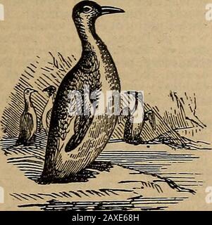 Websters praktisches Wörterbuch; ein praktisches Wörterbuch der englischen Sprache, das die korrekte Schreibweise, Aussprache und Definitionen von Wörtern auf der Grundlage des unverkürzten Wörterbuchs von Noah Webster enthält. . tion. Strafvollzug, Strafvollzug usw. Siehe unter Strafanstalt. Penman, Pennant, Pennate, Pennon usw. Siehe UnderPen. Penny, Penny, n.; pi. Pens.IPennies bezeichnet die Anzahl der Münzen; Pence, Thesenbetrag.] Das l-12 eines E. Shilling = 2 Cent; ein kleiner Betrag; Geld im Allgemeinen, in Feststellungen. - a. 1.000 in so vielen Pfundschwerten enthalten, - sagt von Nägeln, wie, tenperuiy Nägel Stockfoto