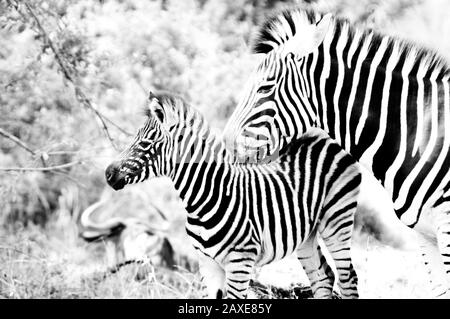 Kap Burchell's Zebra in der Savanne in Südafrika Game Reserve Stockfoto