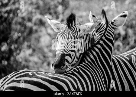 Kap Burchell's Zebra in der Savanne in Südafrika Game Reserve Stockfoto