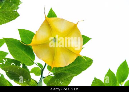 Blumenengel trompet brugmansia isoliert auf weiß Stockfoto