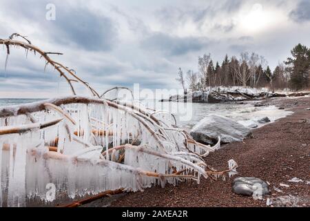 Umgestürzter Baum mit Eiszapfen bedeckt. Lake Superior am Iona's Beach SNA, Januar, MN, USA, von Dominique Braud/Dembinsky Photo Assoc Stockfoto