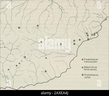 Annali del Museo civico di storia naturale Giacomo Doria. Nsiderazioni sopra fette. ISOPODA - ASELLIDAE Proasellus franciscoloi (Chappuis, 1955)I. Grotta del Camoscere 105 Pi/CNIL Grotta dellOrso 118 Pi/CN * III Grota di Bossea 108 Pi/CN Specie endemica delle Alpi Liguri, nota solo delle località su citate eritenuta troglobia. Appartiene al gruppo di P. cavaticus, di cui probabilmenterapresenta la specie più primitiva (Argano, bald ari e Manicastri, 1982). Proasellus cavaticus (Leydig, 1871)V. Grotta dei Rugli 19 Li/im Specie politipica troglobia a distribuzione centro-europea ed alpina, ci- Stockfoto