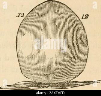 Vorträge über die Phrenologie, einschließlich ihrer Anwendung auf den gegenwärtigen und zukünftigen Zustand der Vereinigten Staaten . Cingalesischer Junge. Französische Schlagsel. Dieses Organ befindet sich in der Nähe der Mitte des Parietalknochens, wo die Verknöcherung im Allgemeinen beginnt, und Wohltäterinnen, die als Parietalprotuberanzen bezeichnet werden. Vergleichen Sie Theseseskulls: Dies wurde in der Ebene von Waterloo aufgegriffen, und Sie sehen, dass es abgeschnitten scheint. In diesem Schädel eines Cinga-lese Jungen ist die Größe immens. Diese Orgel ist der Brunnen der Angst oder der Instinkt der Selbsterhaltung. Gall fiel auf die extreme Irresolutionierung eines Geistlichen von Vienn Stockfoto