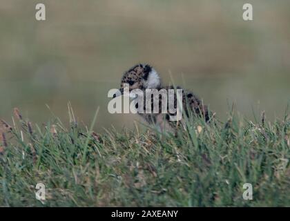 Lapwing (Vanellus vanellus), Young Chick, Insel Islay, Schottland Stockfoto