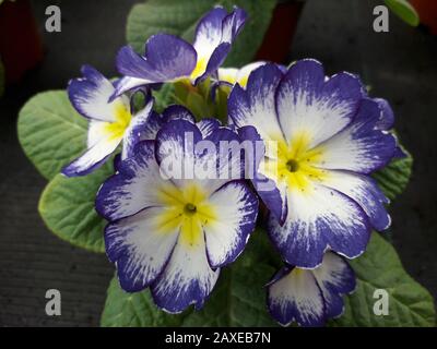 Blaue Primrosen, Droitwich Spa, England, Großbritannien, 11/02/2020, Primrosen, Frühlingspflanze, Primula vulgaris. Primula vulgaris, die gemeine Primrose Stockfoto