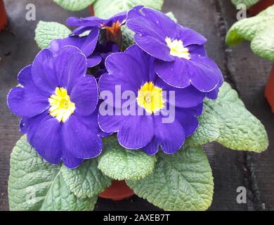 Blaue Primrosen, Droitwich Spa, England, Großbritannien, 11/02/2020, Primrosen, Frühlingspflanze, Primula vulgaris. Primula vulgaris, die gemeine Primrose Stockfoto