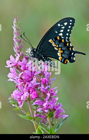 E. Schwarzer Schwalbenschwanz Schmetterling Fütterung auf lila Loosestrife Blumen, E USA, von Skip Moody/Dembinsky Photo Assoc Stockfoto