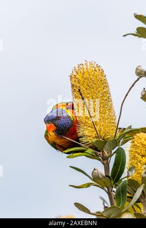 Isoliertes Regenbogenlorikeet, das Nektar an einem Baum in Sydney sucht Stockfoto