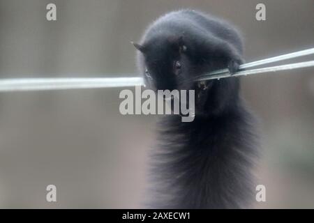 Schwarzes Hörnchen, das von der Wäscheleine hängt Stockfoto