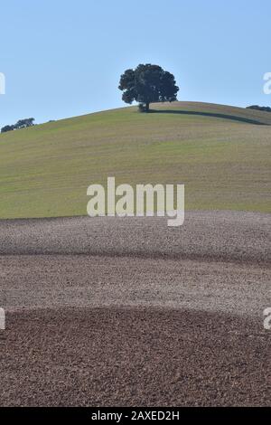 Andalusische Landschaft in verschiedenen Farben und einsame Eiche auf einem Hügel Stockfoto