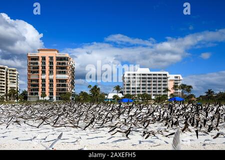 Eine Gruppe von Möwen, die am Strand, Marco Island, Florida, gleich zugewandt sind Stockfoto