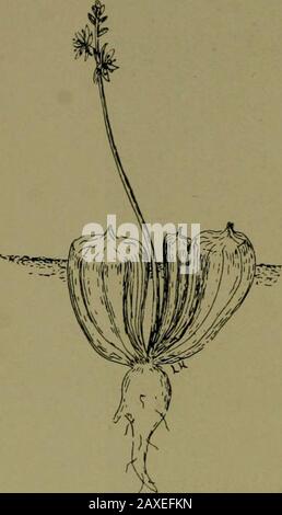Pflanzen und ihre Wege in Südafrika . Abb., 105.-Anacampseros papyracea, E.M. Ein kleines grünes Blatt mit großer Stipule zur Achse hin; B, Die Stipule nach hinten gewellt, wenn sie befeuchtet ist. 118 Pflanzen und ihre Wege in Südafrika Pflanzen Strukturen und wie sie sich verändert haben. Wenn die Plantwerden an ihre Umgebung angepasst werden, entwickeln sie sich und multiplizieren sich. Stockfoto