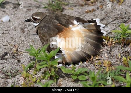 Killdeer macht die Fälschung aus Stockfoto