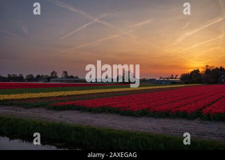 Sonnenuntergang über bunten Tulpenfeldern in Holland, Lisse, in der Nähe von Keukenhof und Amsterdam Stockfoto