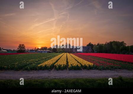 Sonnenuntergang über bunten Tulpenfeldern in Holland, Lisse, in der Nähe von Keukenhof und Amsterdam Stockfoto