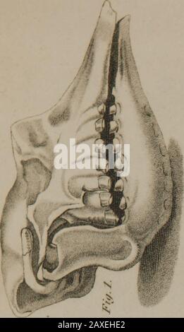 Medizinische und physikalische Forschungen oder ursprüngliche Memoiren in Medizin, Chirurgie, Physiologie, Geologie, Zoologie und vergleichender Anatomie. Stockfoto