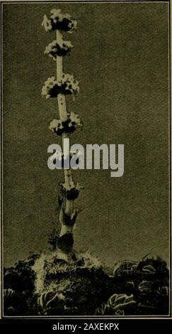 Pflanzen und ihre Wege in Südafrika . übermüdend im Geschmack; die Säfte bitterer oder giftiger Pflanzen wirken wie ein Vorgeschmack auf die Zerstörung durch das Durchstöbern von Tieren. Pflanzen sind auch durch Stacheln oder Haarfilze geschützt. Hermas ^Pflanzen, die in trockenen Situationen leben, werden als Xerophyten bezeichnet; während die Thosegrovierung am Meer oder durch Salzpfannen als Halophyten bezeichnet wird. Pflanzen und ihre Wege in Südafrika gigantea, L. /, der Tondelblüte, hat die unteren Blätter gut geschützt durch eine dichte, behaarte Bedeckung auf beiden Seiten; wenn sie älter werden, ist das Haar leicht brushedoff. Das duftende Öl in Pflanzen ist d Stockfoto