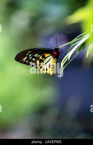 Spektakulärer Cairns Flügelschmetterling, der seine schönen gemusterten Flügel abzeigt Stockfoto