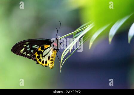 Wunderschöner Cairns Flügelschmetterling, der auf Busch ruht Stockfoto