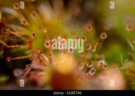 Nahaufnahme einer Sonnentau (fleischfressende Pflanze), Details der Leimfallen der Drosera Stockfoto