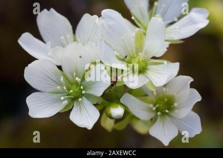 Blume einer fleischfressenden Pflanze, Venus flytrap auch bekannt als Dionaea muscipula Stockfoto