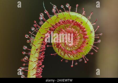 Nahaufnahme einer Sonnentau (fleischfressende Pflanze), Details der Leimfallen der Drosera Stockfoto