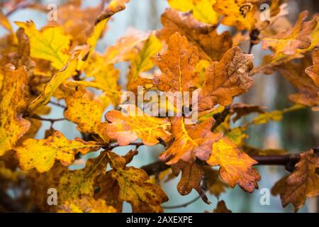 Zweig von goldbraun / gelb Herbstlaub von Blättern einer Eiche Baum auf Zweig in Wald bei Littleworth Common, Esher, Surrey Stockfoto