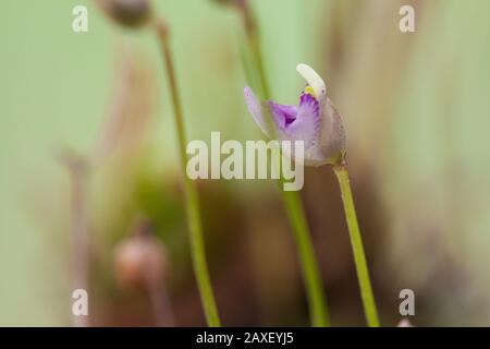 Blumen einer fleischfressenden Pflanze aus einer Moorart, Utricularia Stockfoto