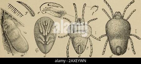 Jahresbericht der Obst-Growers-Association of Ontario, im Jahre 1896. Abb. 62. -Trombidium locustarum.-a, Weibchen mit ihrer Eizelle; b, neu geschlüpfte Larva-natürliche Größe, die durch den Punkt im Kreis auf der rechten Seite gekennzeichnet ist; c, Ei; d, e, frei gewordene Eischalen (AfterRiley). Abb. 63.-Trombidium locustarum. -a, reife Larve, wenn sie gerade den Flügel einer Heuschrecke verlässt;b, ppa; c, männliche Erwachsene, wenn sie gerade aus der Puppe kommen; d, weiblich-die natürlichen Größen, die rechts angegeben sind;e, Palpal-Kralle und Daumen; f, Pedalkrallen; g, eines der Stachelhaare; H, die Striationen auf der Larvalhaut (nach Riley). (Siehe Seite 61.) Stockfoto