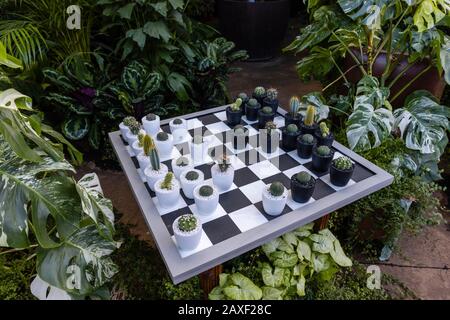 Ein Schachbrett mit Kakteenstücken in der Übernahme von Giant Houseplant, eine Veranstaltung im Glasshouse in RHS Gardens, Wisley, Surrey, Großbritannien Stockfoto