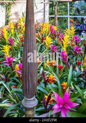 Anzeige von bunten Bromelien in der Übernahme von Giant Houseplant, einer Veranstaltung im Glasshouse in RHS Gardens, Wisley, Surrey, Großbritannien Stockfoto