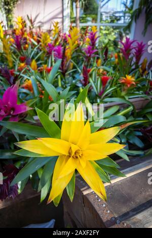 Anzeige von bunten Bromelien in der Übernahme von Giant Houseplant, einer Veranstaltung im Glasshouse in RHS Gardens, Wisley, Surrey, Großbritannien Stockfoto