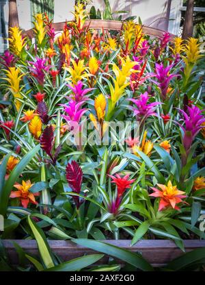 Anzeige von bunten Bromelien in der Übernahme von Giant Houseplant, einer Veranstaltung im Glasshouse in RHS Gardens, Wisley, Surrey, Großbritannien Stockfoto