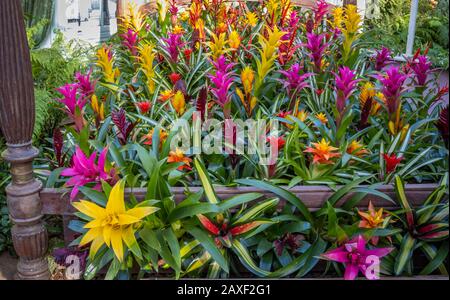 Anzeige von bunten Bromelien in der Übernahme von Giant Houseplant, einer Veranstaltung im Glasshouse in RHS Gardens, Wisley, Surrey, Großbritannien Stockfoto