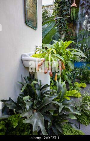 Weißes Waschbecken mit Pitcher-Werken bei Giant Houseplant Takeover, einer Veranstaltung im Glasshouse in RHS Gardens, Wisley, Surrey, Großbritannien Stockfoto