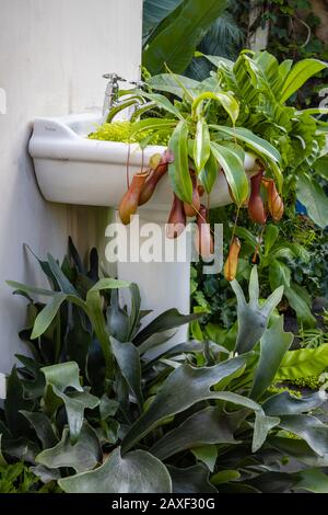 Weißes Waschbecken mit Pitcher-Werken bei Giant Houseplant Takeover, einer Veranstaltung im Glasshouse in RHS Gardens, Wisley, Surrey, Großbritannien Stockfoto